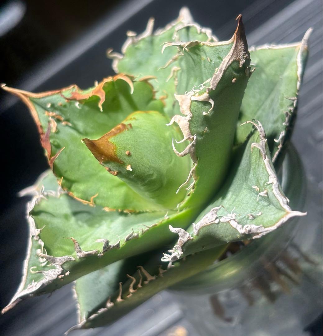 超絶！アガベ現地オアハカブツブツ（極上株）超S級super実生オアハカ激レア！