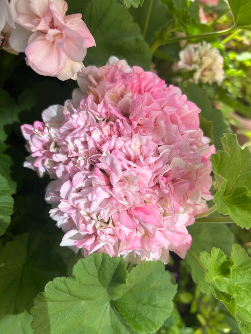 花 chanboo
