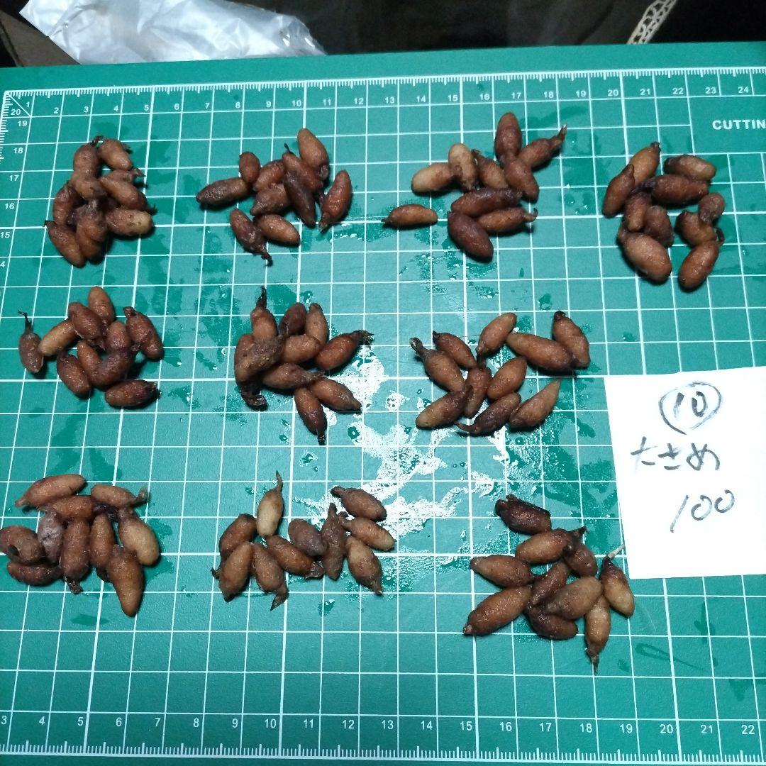 サギソウ　タピ