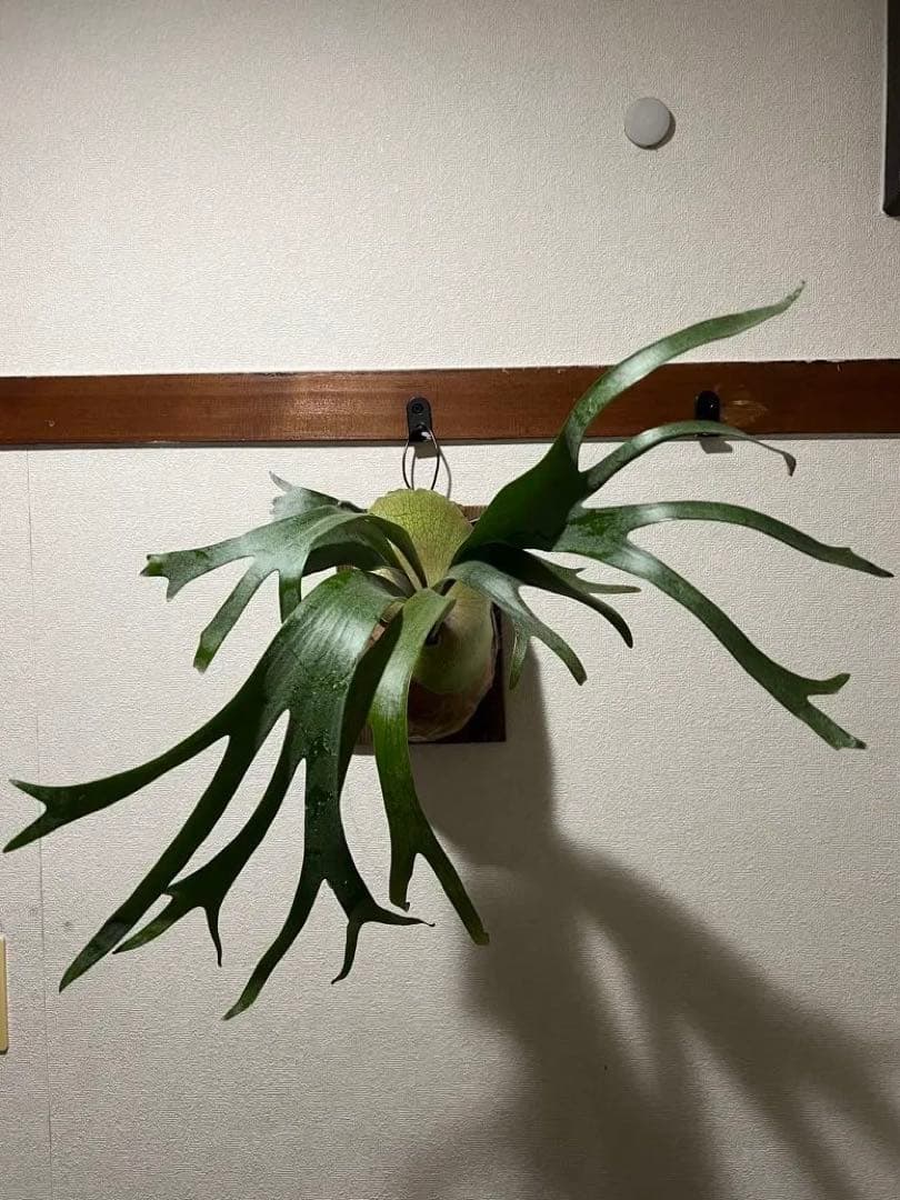 ビカクシダ　OMO 壁掛け用 観葉植物