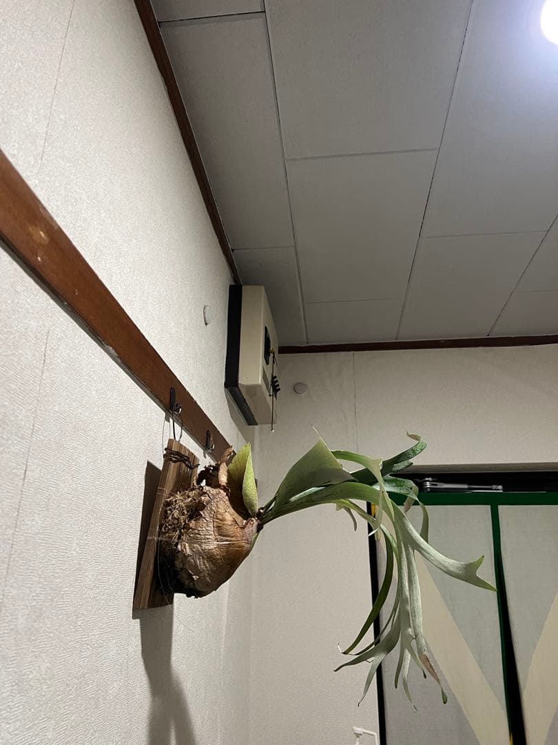 ビカクシダ　OMO 壁掛け用 観葉植物