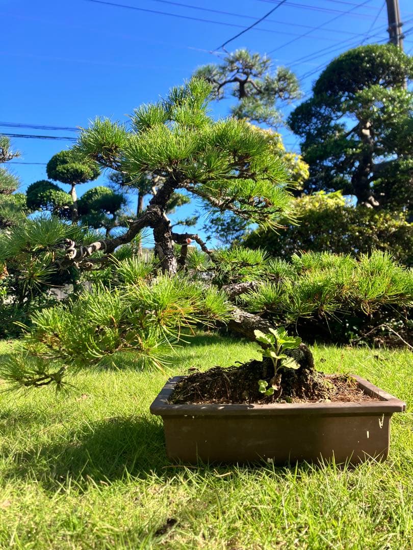 晴雲秋月　盆栽