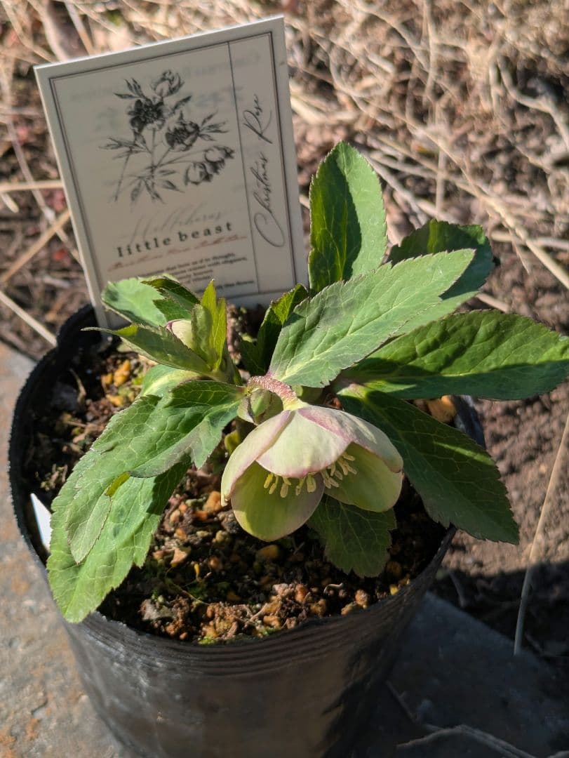 高橋育苗 little beast オキシデンタリス系 原種交配 カップ咲き
