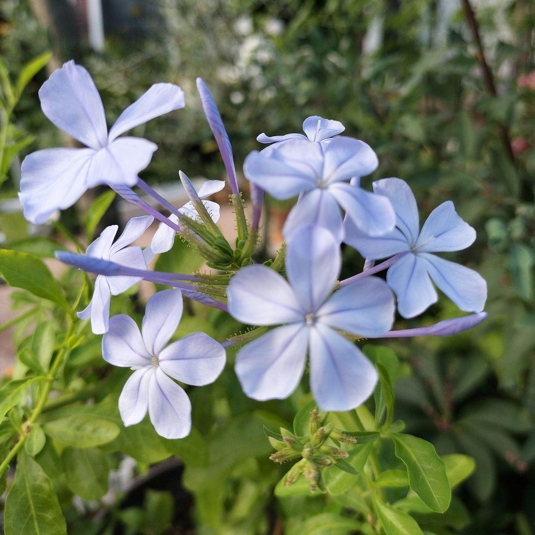 フロックス・ブルーフレームの苗 　♡3．5号ポットごと発送♡ 　　宿根草