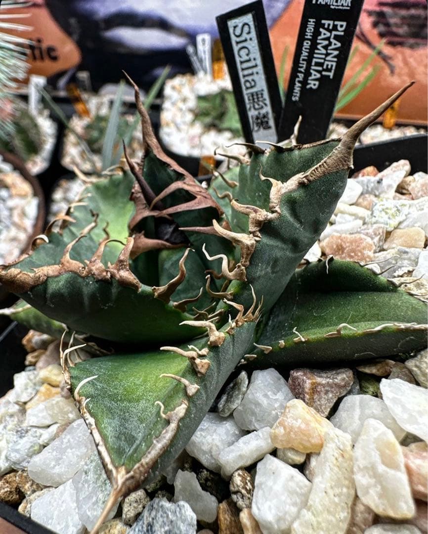 【 シチリア 悪魔 】 検 悪魔くん バケモノ スーパーチタノタ