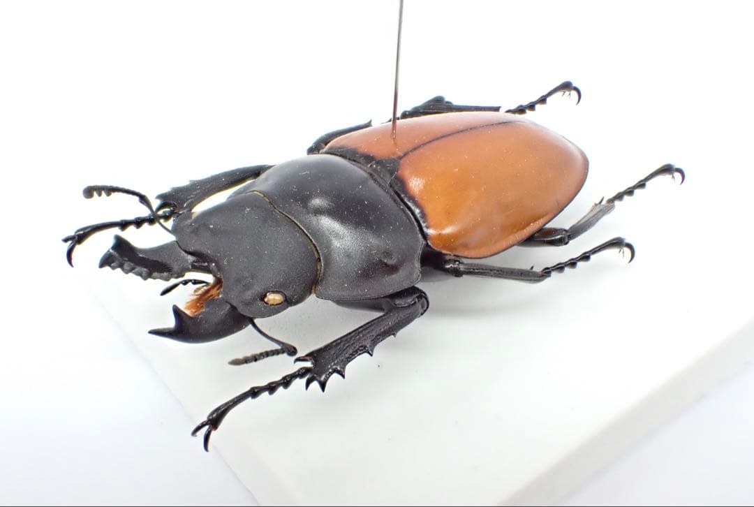 標本　二ティドゥスマルバネクワガタ　57㎜