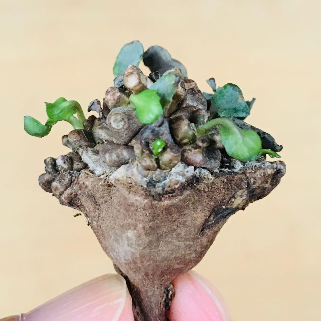 【稀少】8 オトンナ へレイ へレー TC株 塊根 コーデックス