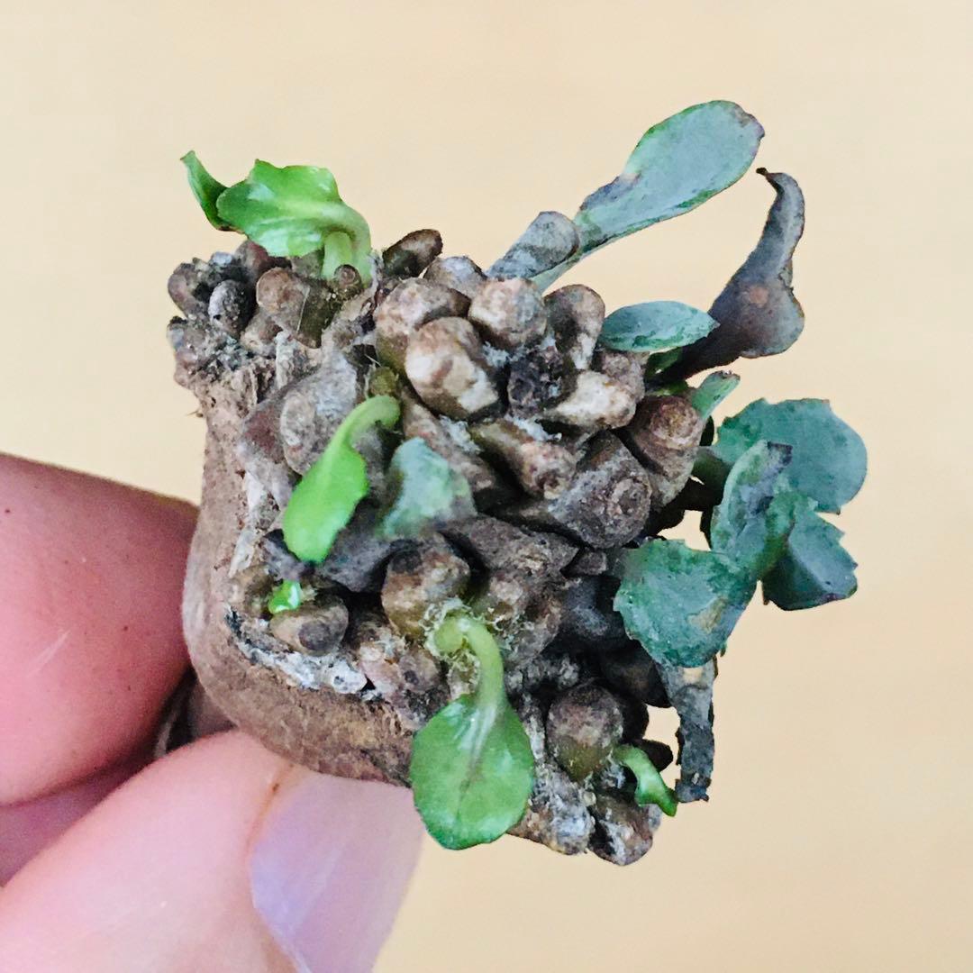 【稀少】8 オトンナ へレイ へレー TC株 塊根 コーデックス