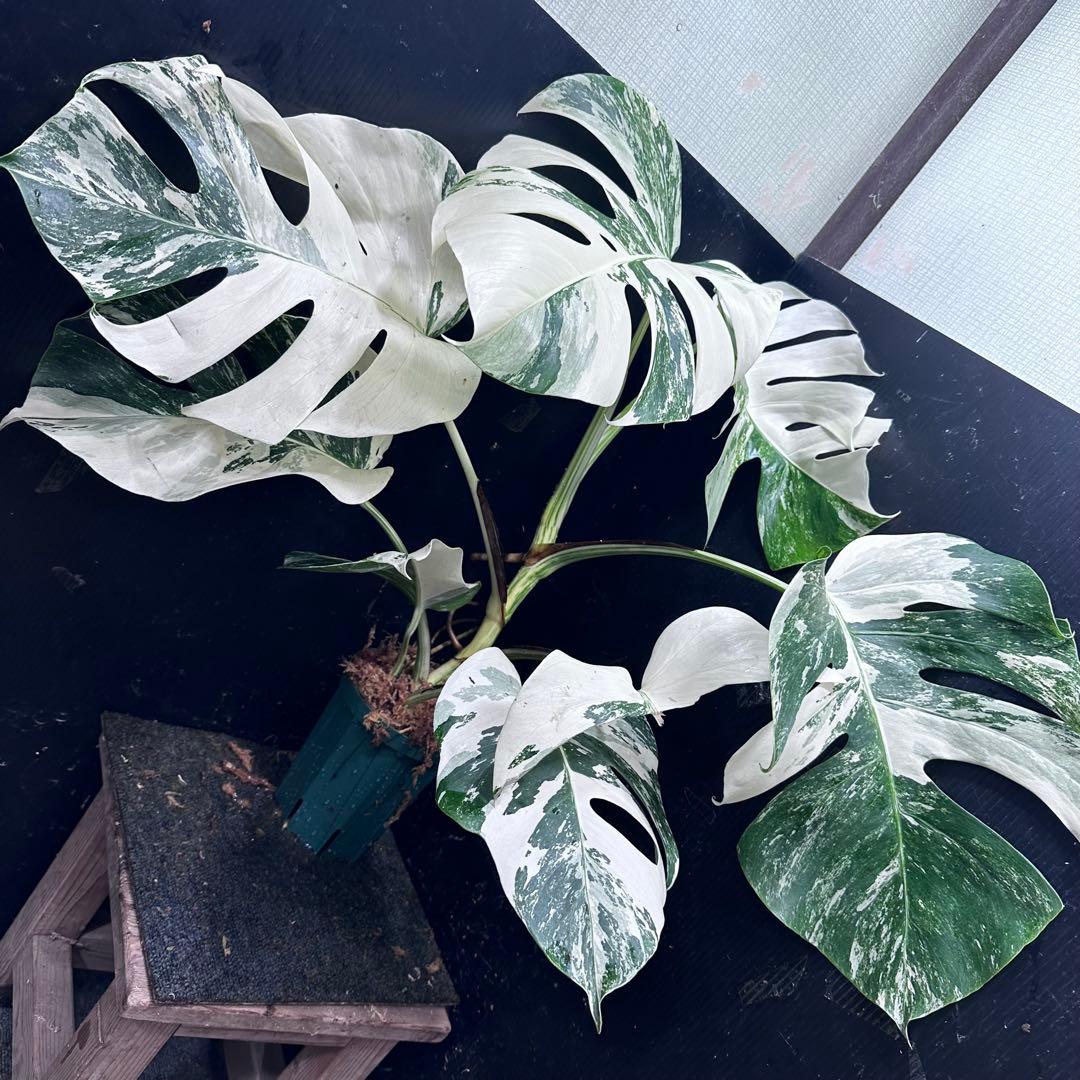 あ*き様 斑入りモンステラ ホワイトタイガー極美大株73cm白斑多