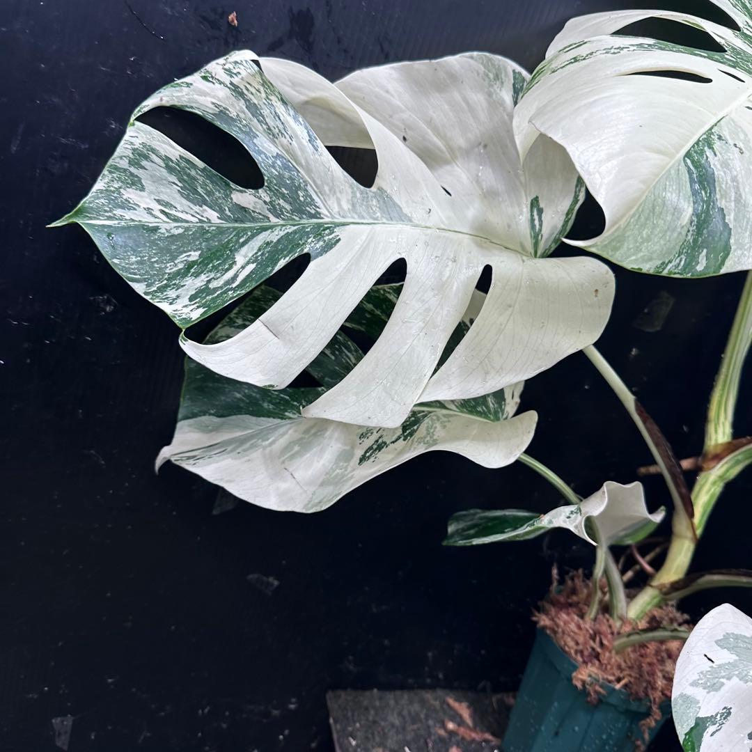あ*き様 斑入りモンステラ ホワイトタイガー極美大株73cm白斑多