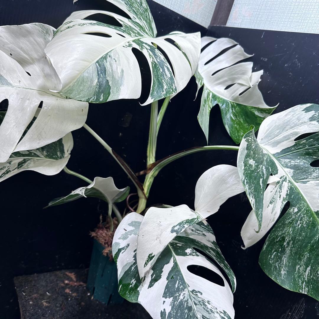 あ*き様 斑入りモンステラ ホワイトタイガー極美大株73cm白斑多