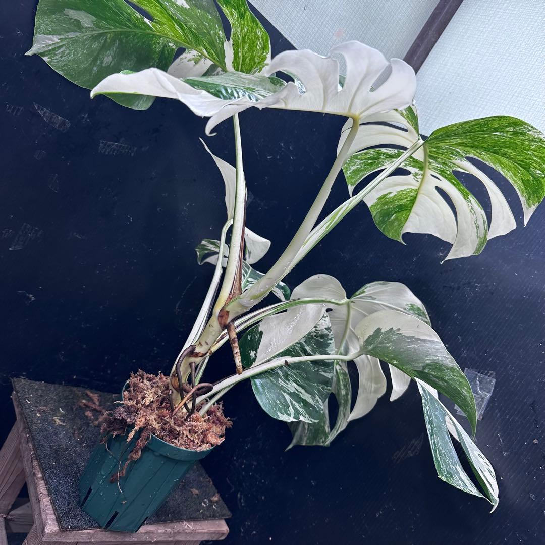 あ*き様 斑入りモンステラ ホワイトタイガー極美大株73cm白斑多