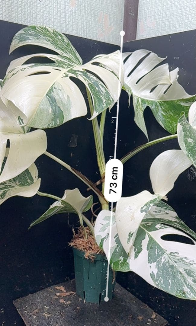 あ*き様 斑入りモンステラ ホワイトタイガー極美大株73cm白斑多