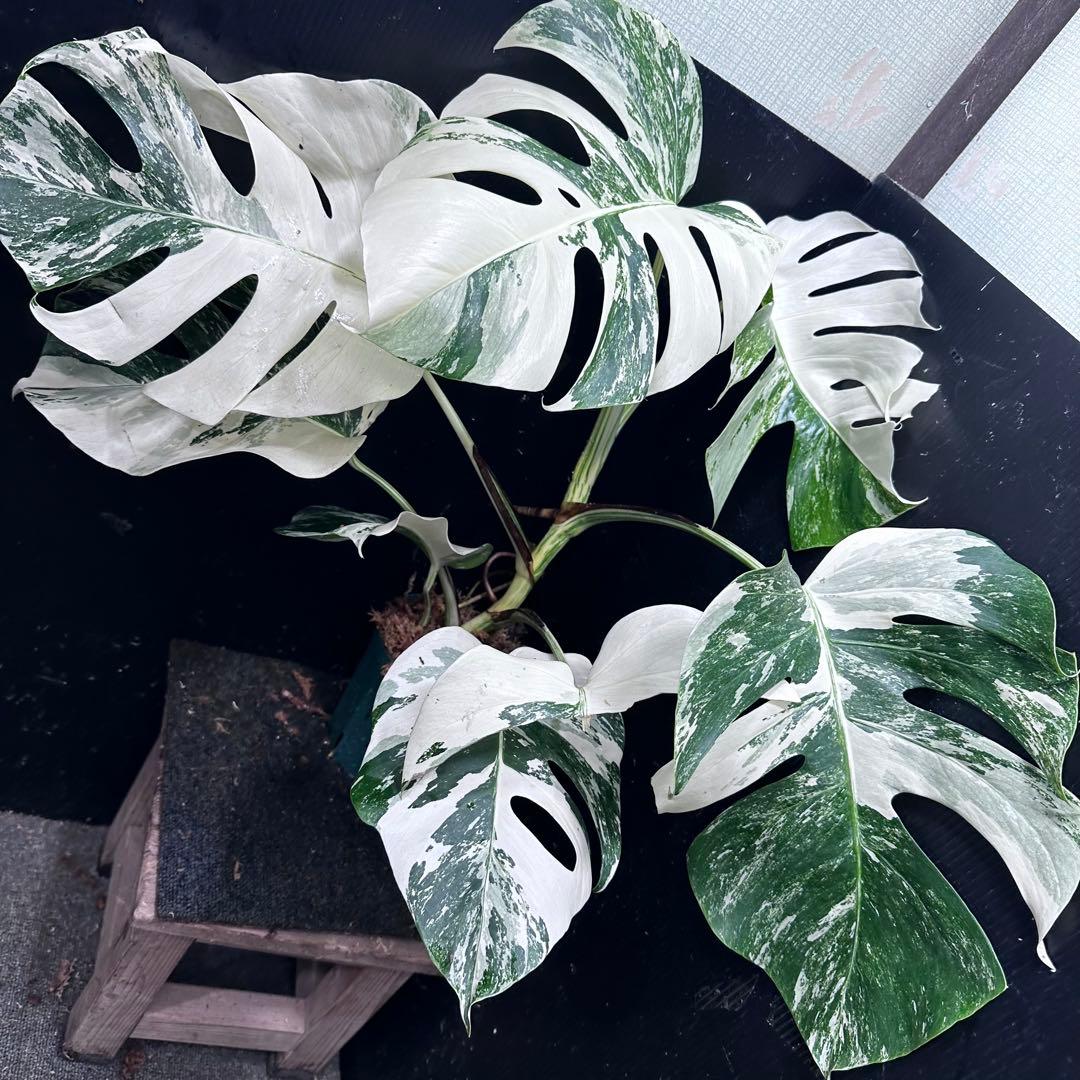 あ*き様 斑入りモンステラ ホワイトタイガー極美大株73cm白斑多