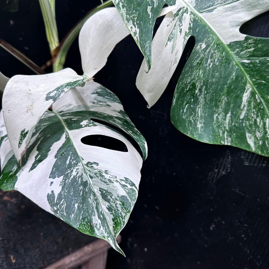 あ*き様 斑入りモンステラ ホワイトタイガー極美大株73cm白斑多