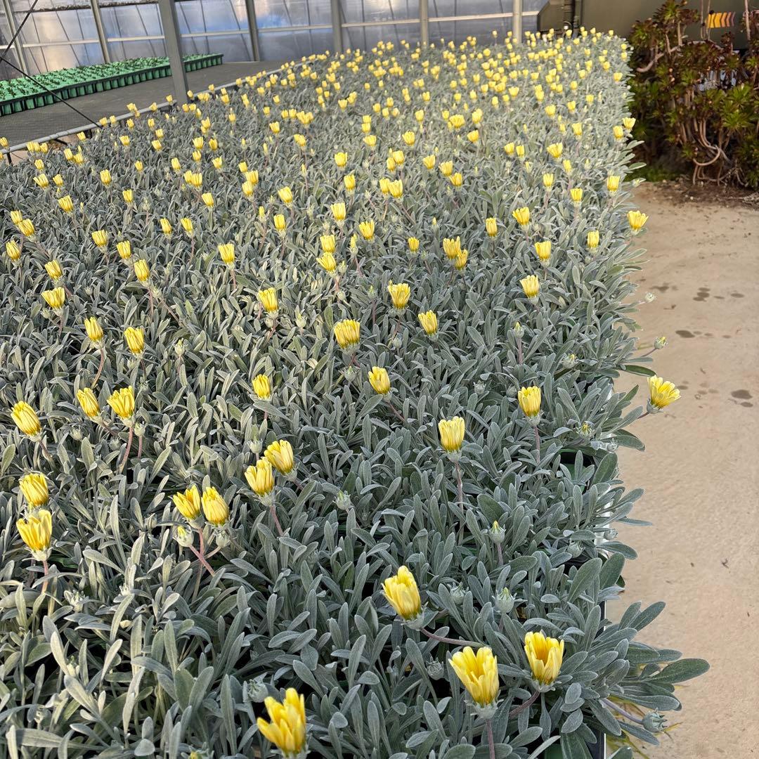 ガザニアシルバーフォックス12ポット