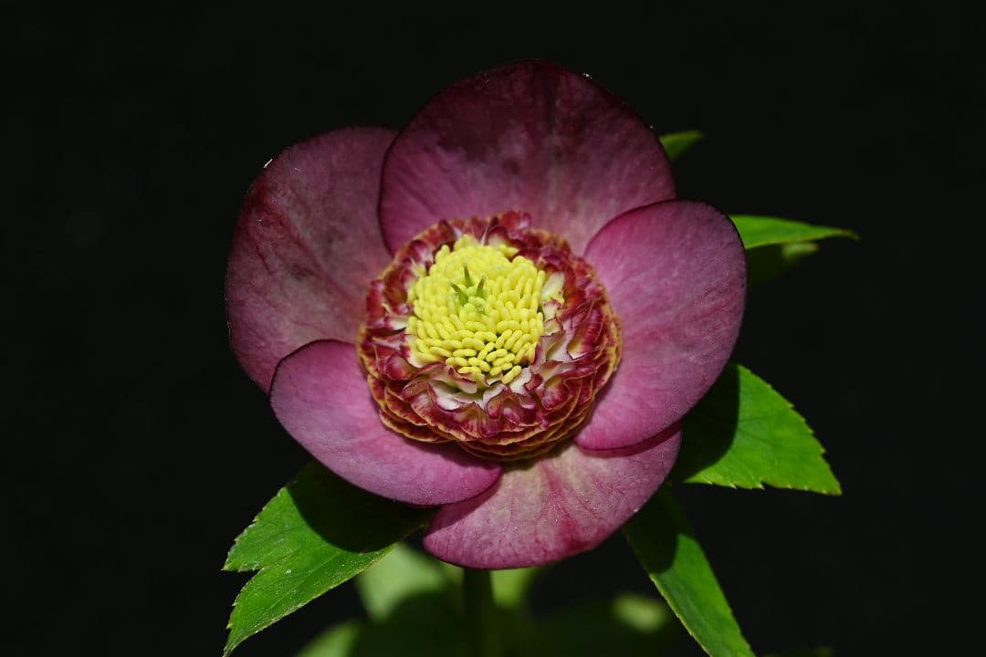 クリスマスローズ　sdレッドグラデーション　加藤農園