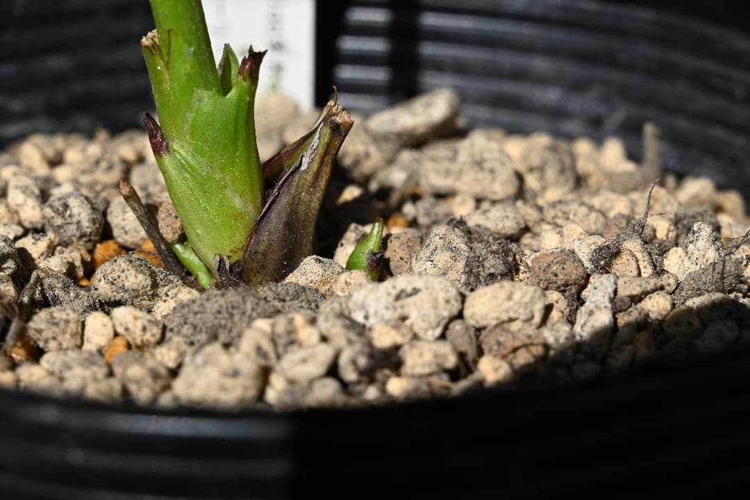 クリスマスローズ　sdレッドグラデーション　加藤農園