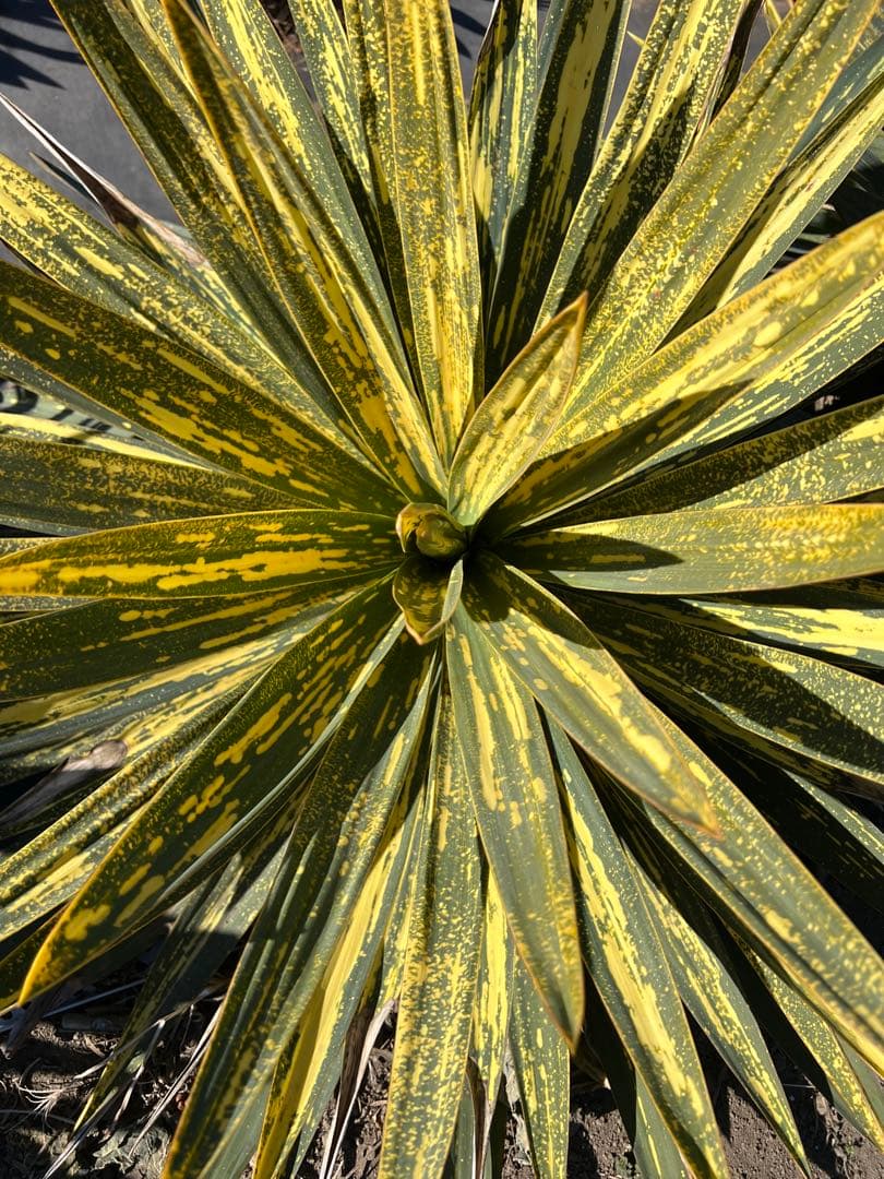 ユッカ グロリオサ 散斑 極上斑入 大株