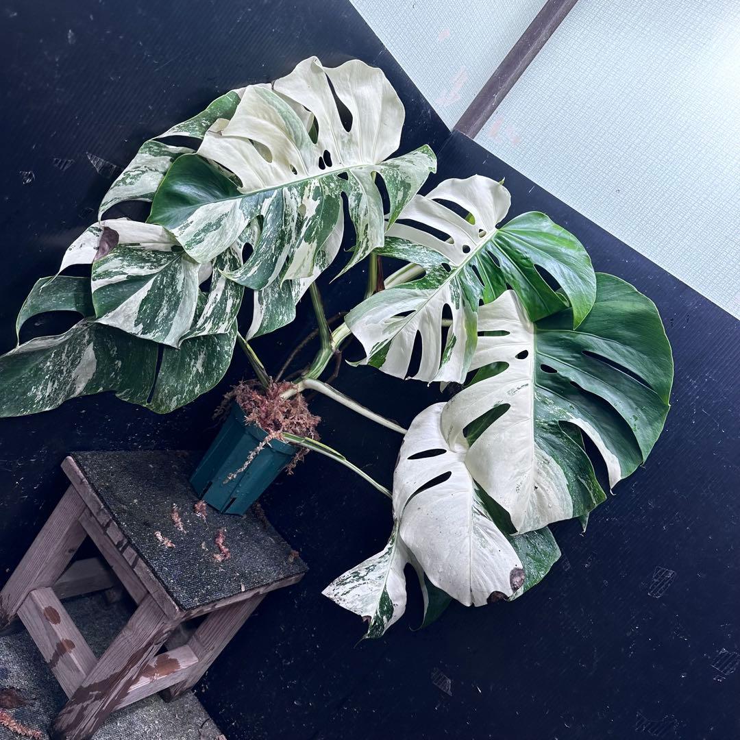 斑入りモンステラ ホワイトタイガー極美大株70cm白斑多