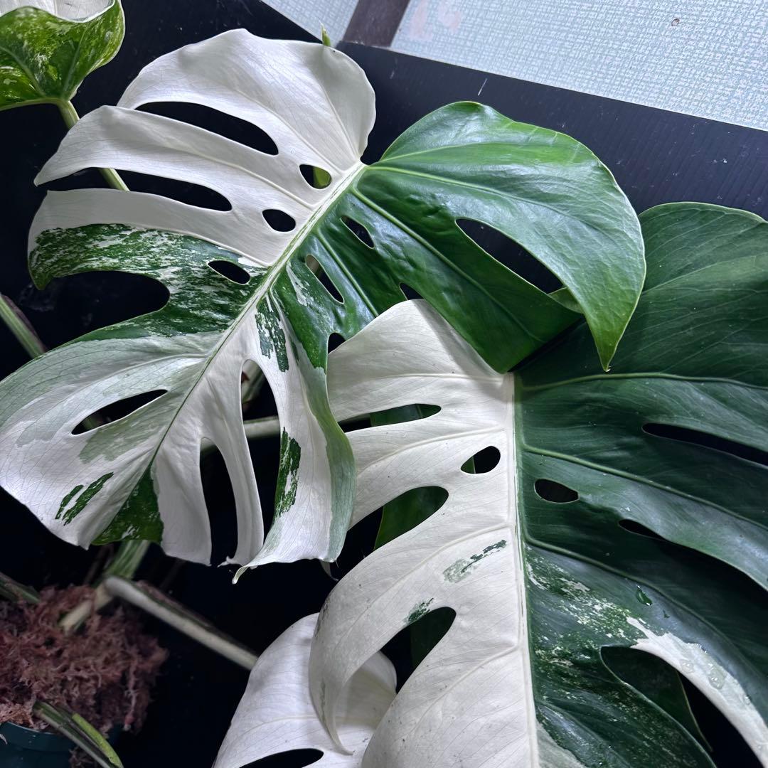 斑入りモンステラ ホワイトタイガー極美大株70cm白斑多