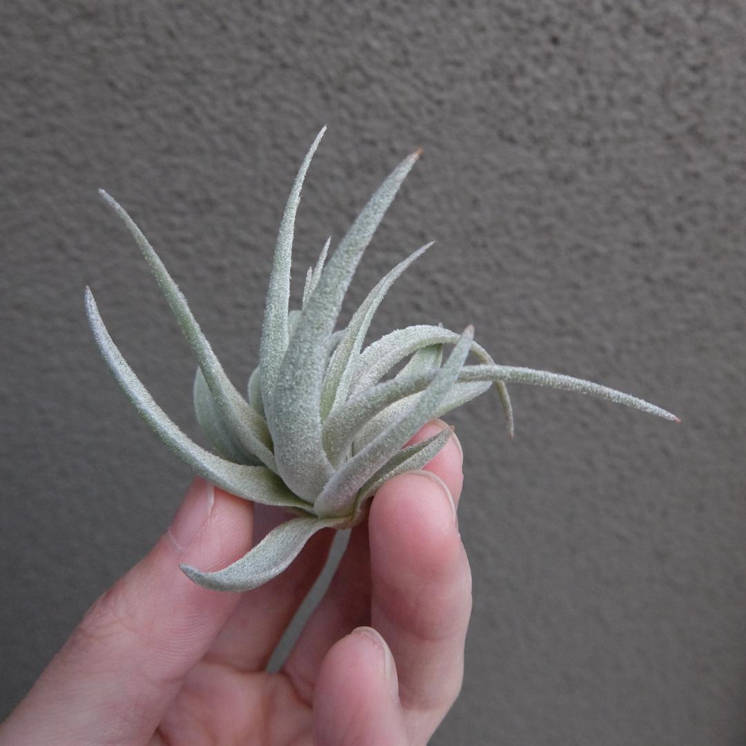 ブロメリア・エアープランツ Tillandsia 'Lavender Frost'
