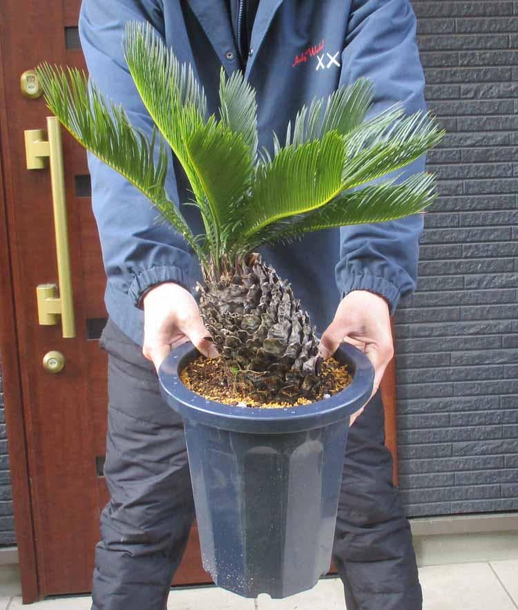 【現品】蘇鉄（ソテツ）8号　T5番