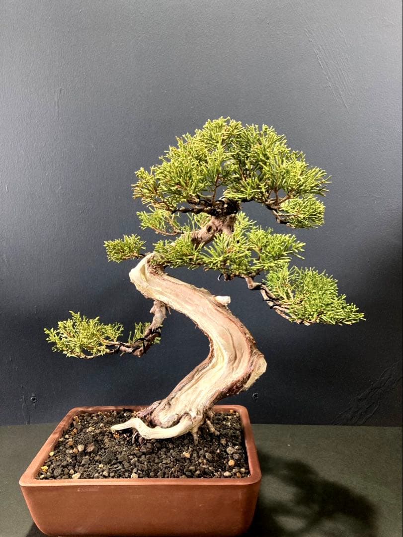 糸魚川真柏盆栽