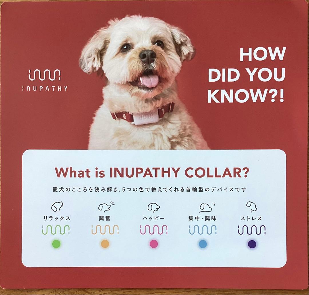 イヌパシー　inupathy カラー　SSサイズ　ベージュ