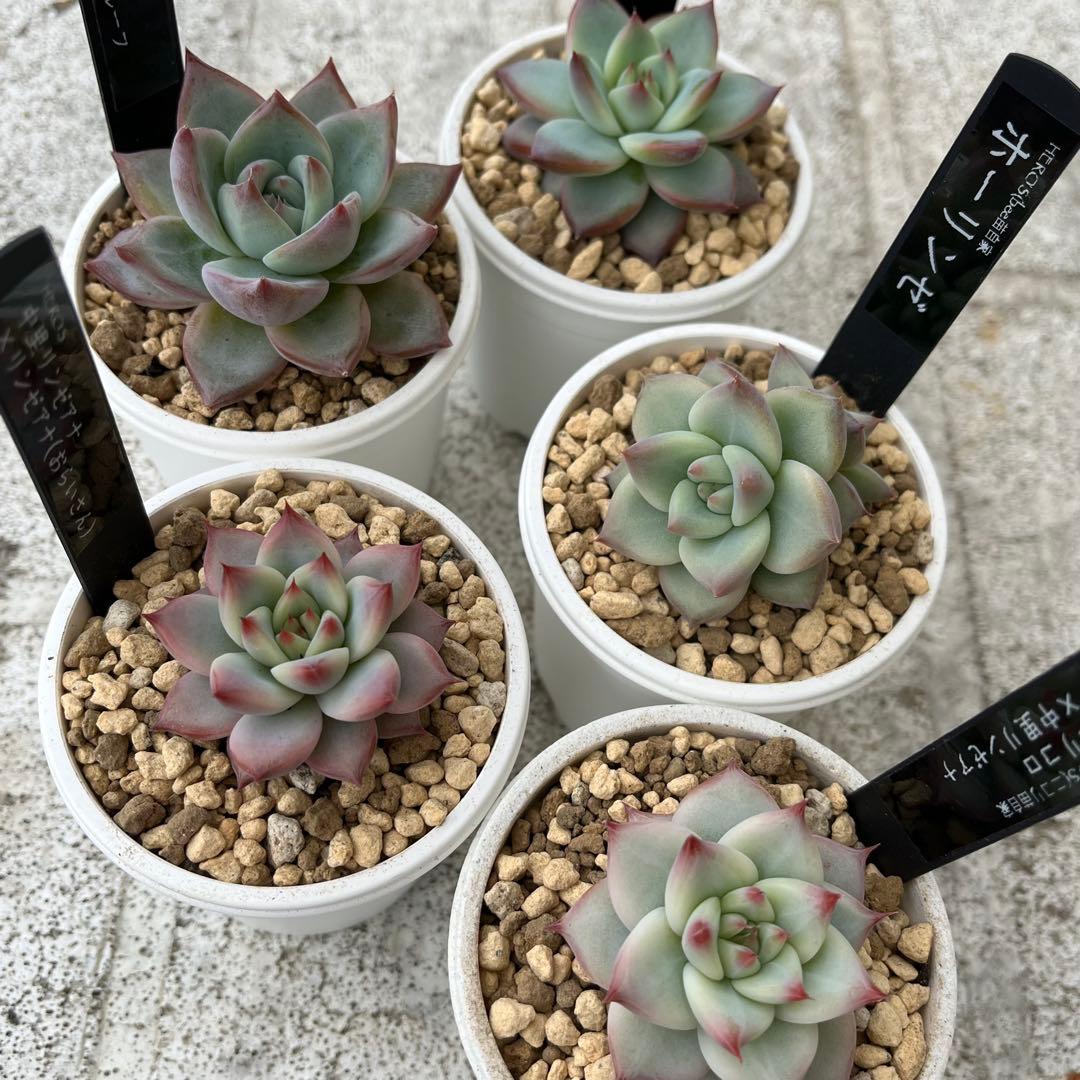 h*i様 多肉植物エケベリア実生苗セット 「ホリコロ×中里リンゼアナ」他4種