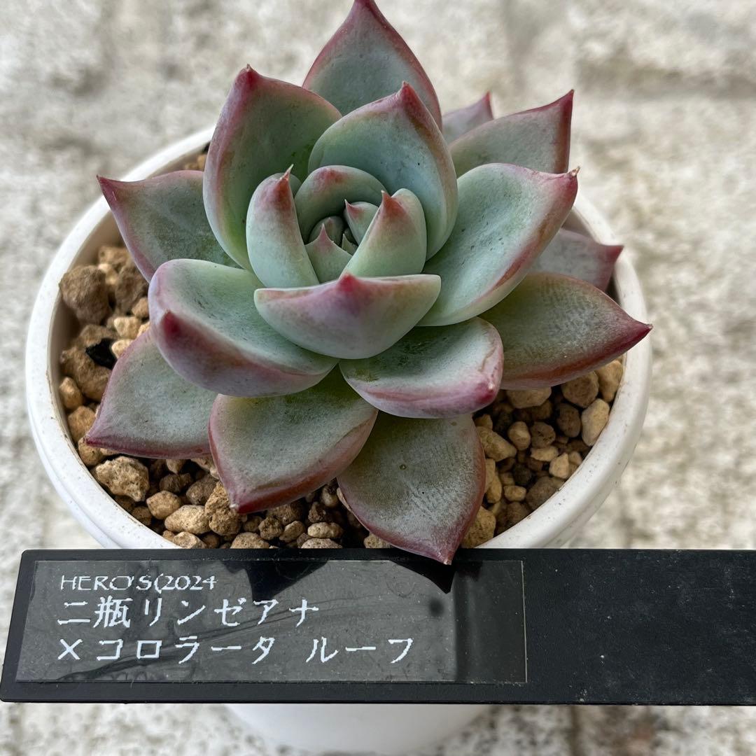 h*i様 多肉植物エケベリア実生苗セット 「ホリコロ×中里リンゼアナ」他4種