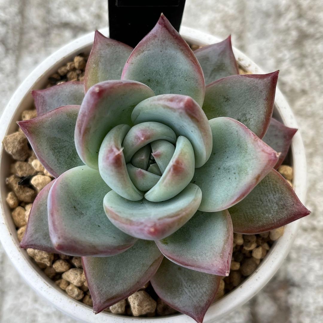 h*i様 多肉植物エケベリア実生苗セット 「ホリコロ×中里リンゼアナ」他4種