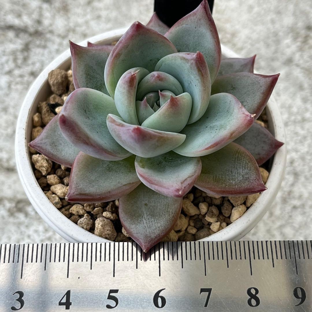 h*i様 多肉植物エケベリア実生苗セット 「ホリコロ×中里リンゼアナ」他4種