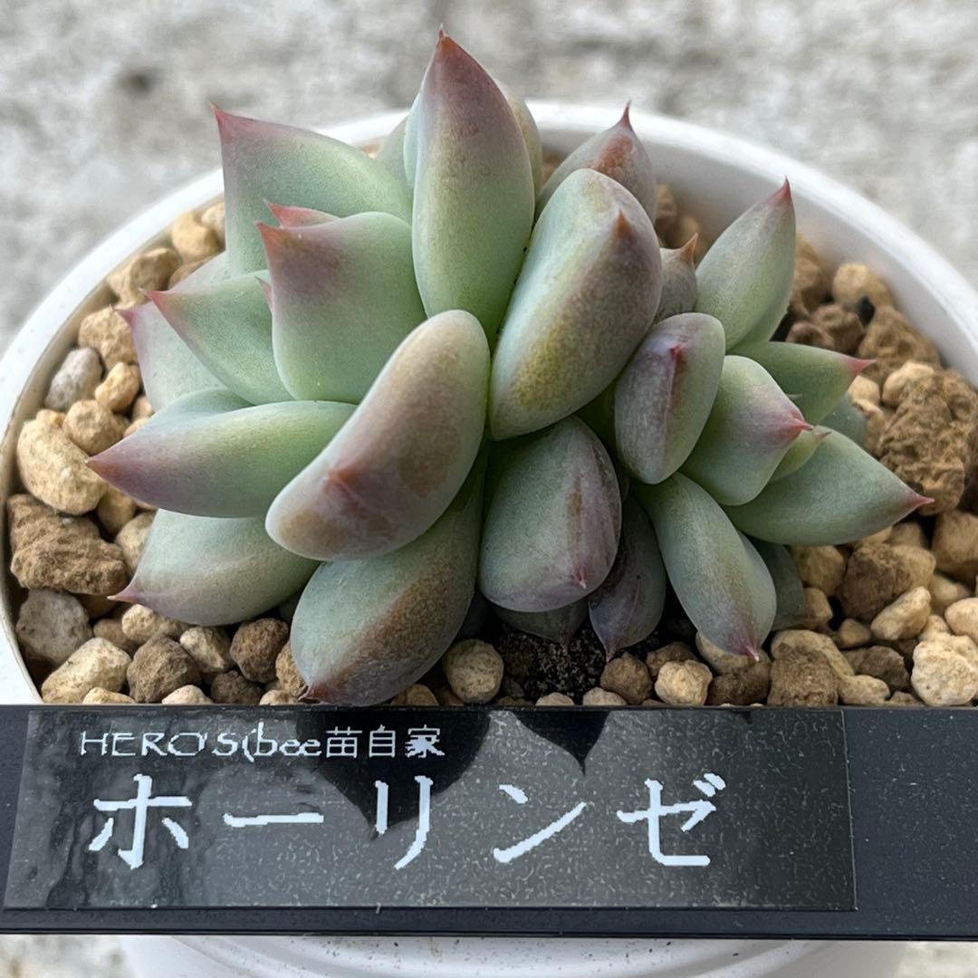 h*i様 多肉植物エケベリア実生苗セット 「ホリコロ×中里リンゼアナ」他4種