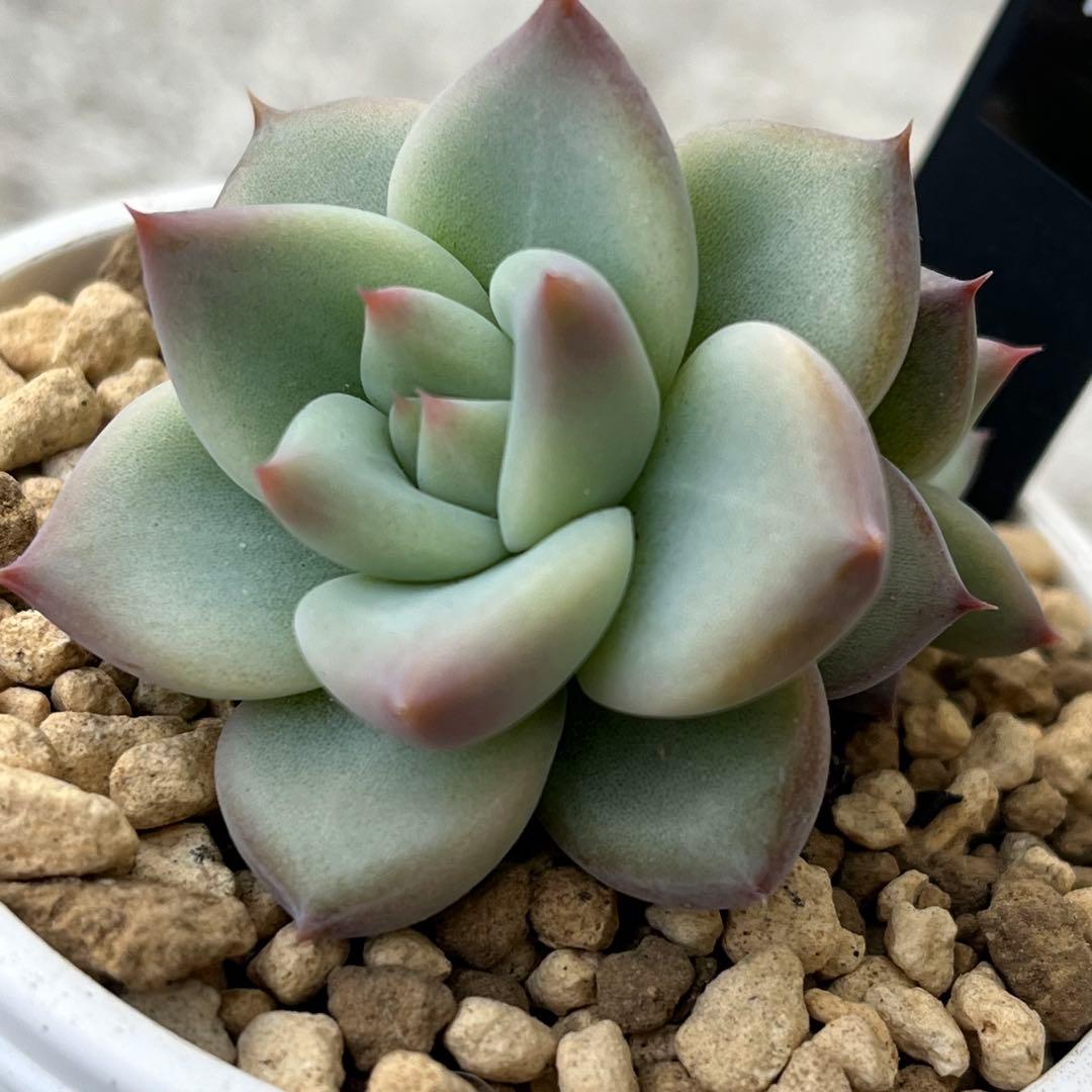 h*i様 多肉植物エケベリア実生苗セット 「ホリコロ×中里リンゼアナ」他4種