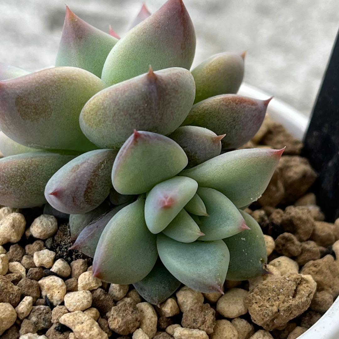 h*i様 多肉植物エケベリア実生苗セット 「ホリコロ×中里リンゼアナ」他4種