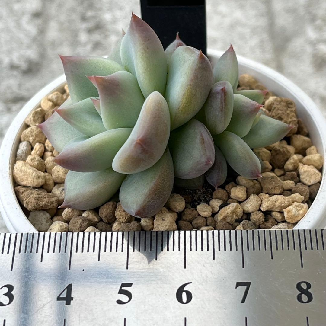 h*i様 多肉植物エケベリア実生苗セット 「ホリコロ×中里リンゼアナ」他4種