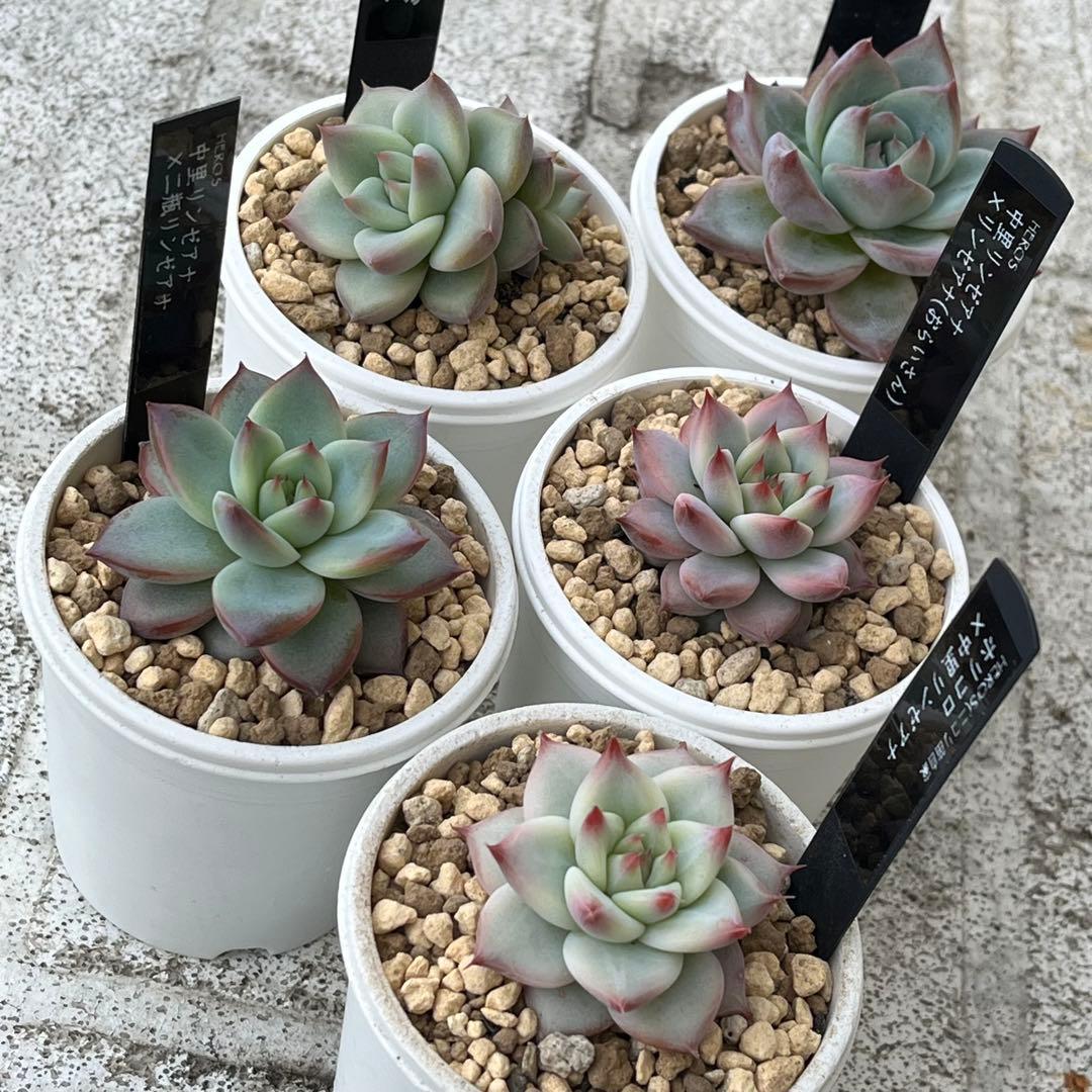 h*i様 多肉植物エケベリア実生苗セット 「ホリコロ×中里リンゼアナ」他4種