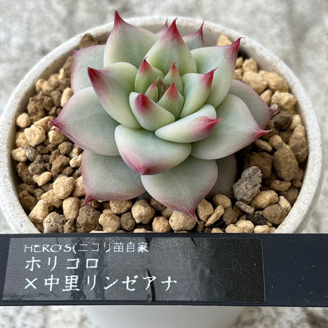 h*i様 多肉植物エケベリア実生苗セット 「ホリコロ×中里リンゼアナ」他4種