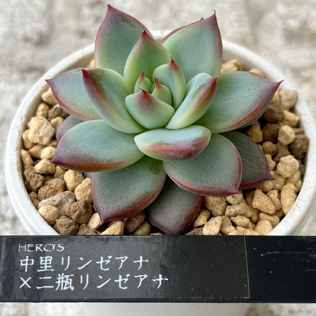 h*i様 多肉植物エケベリア実生苗セット 「ホリコロ×中里リンゼアナ」他4種