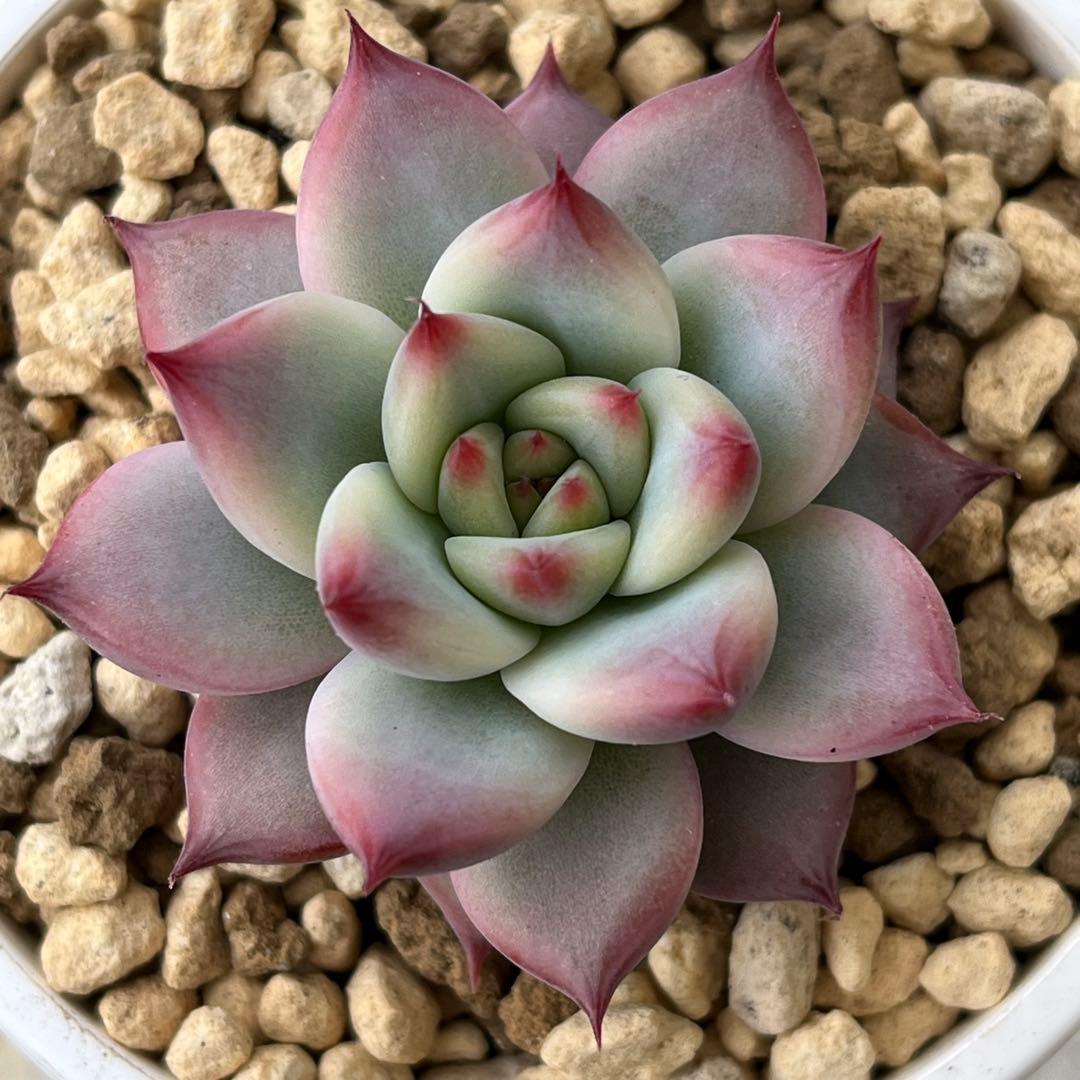 h*i様 多肉植物エケベリア実生苗セット 「ホリコロ×中里リンゼアナ」他4種