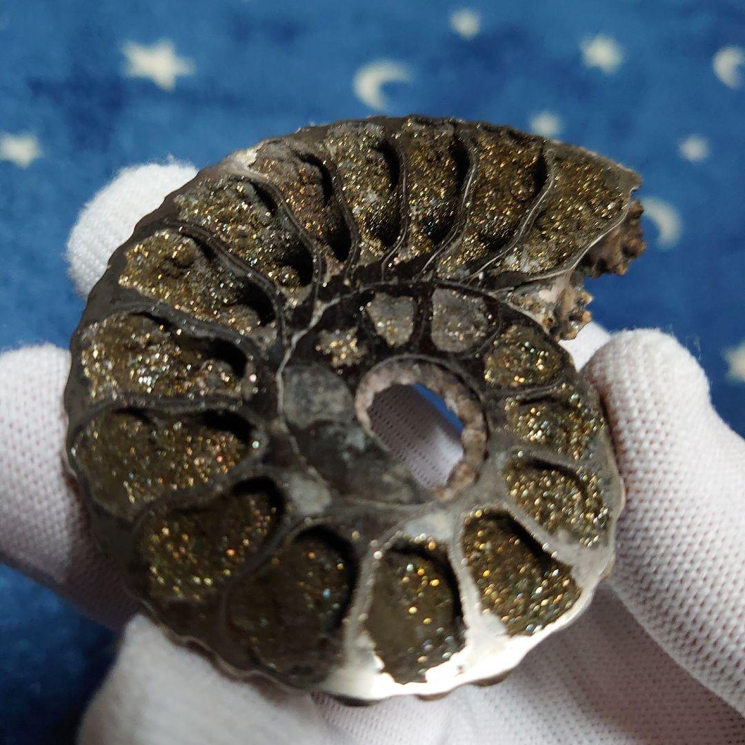 黄鉄鉱化アンモナイト　化石　ハーフカット　ロシア産　ミハイロフスキー採石場