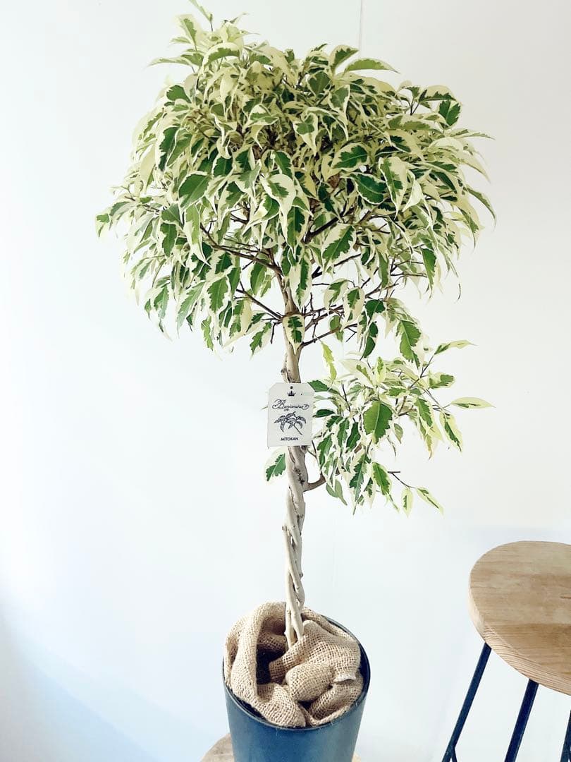 フィカス ベンジャミン スターライト ビューティークイーン✨編み込み✨