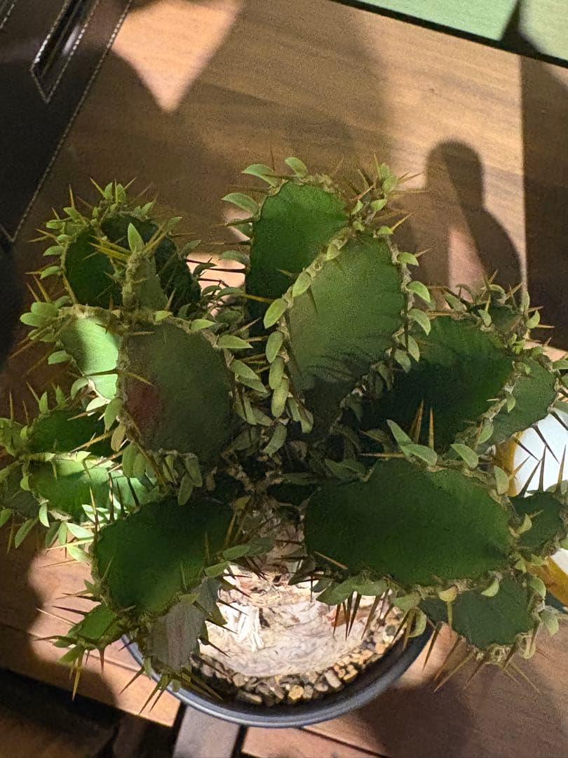 ユーフォルビア　ムランジーナ　発根済み　良型