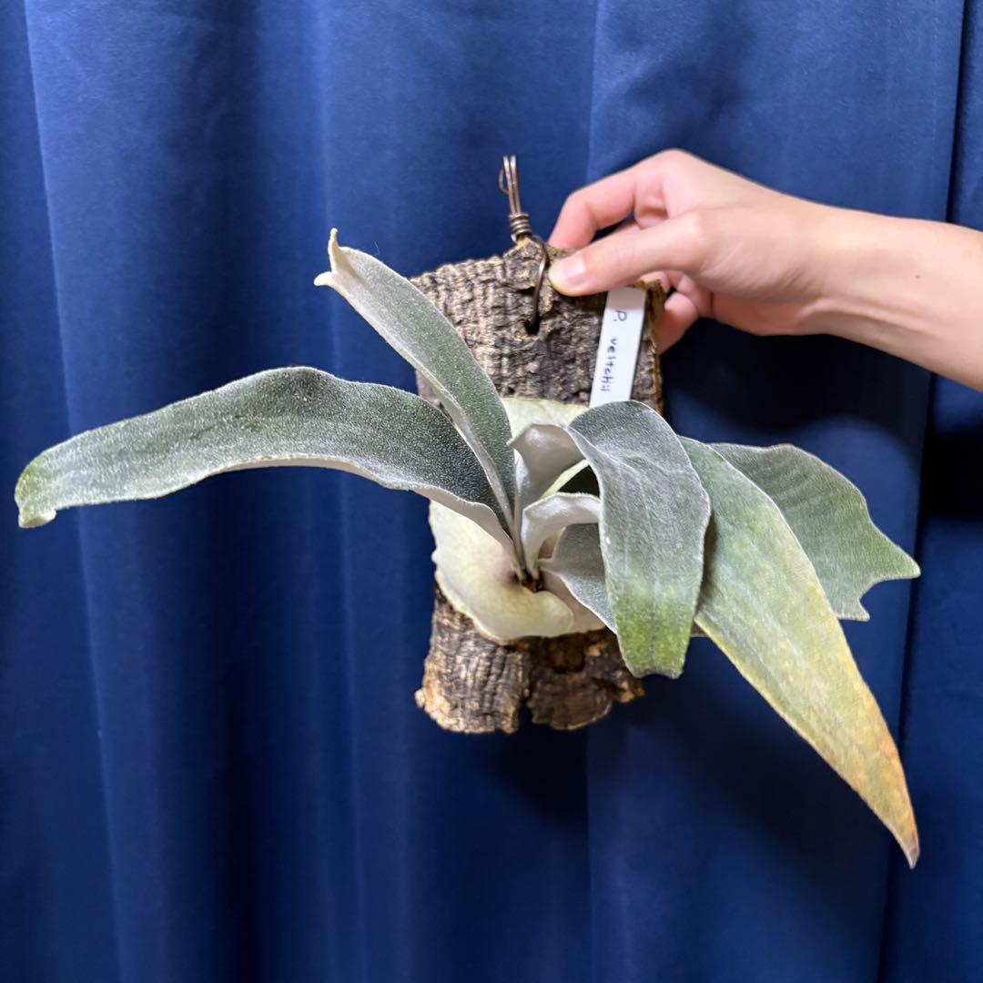P. veitchii ベイチー コルク付け