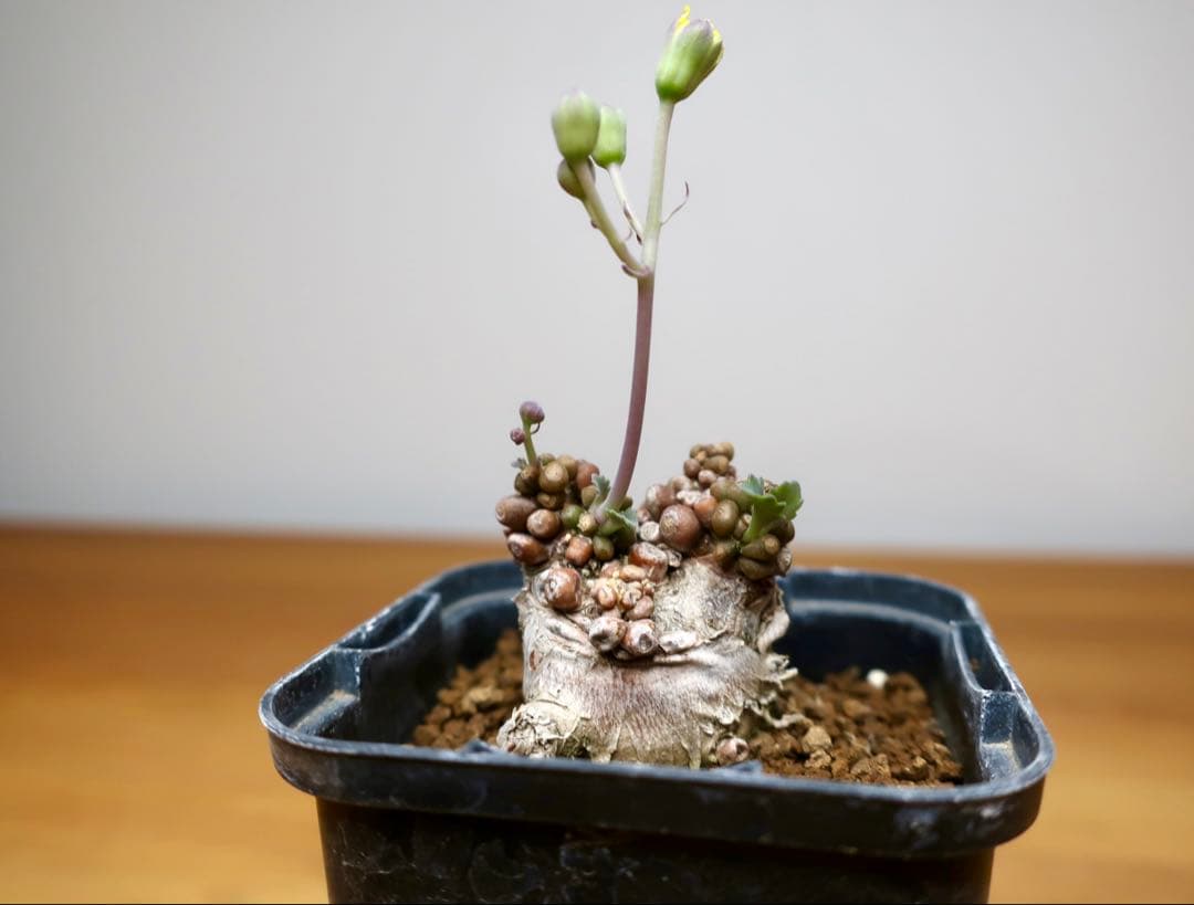 コレクション 現地株 オトンナ アルミアナ 管理5年目①