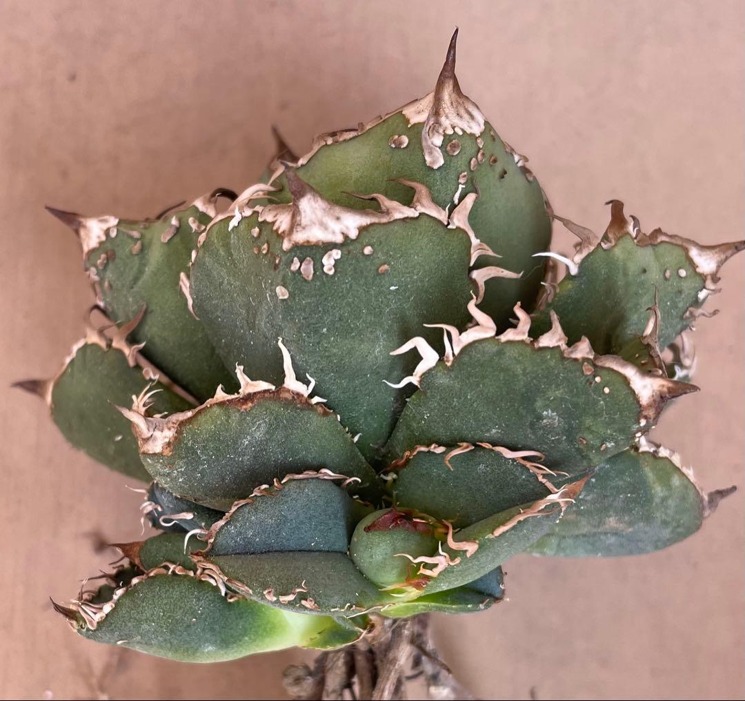 アガベ　真麻花龍の子株