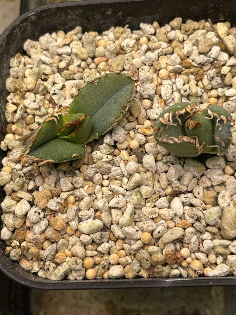 アガベ　真麻花龍の子株