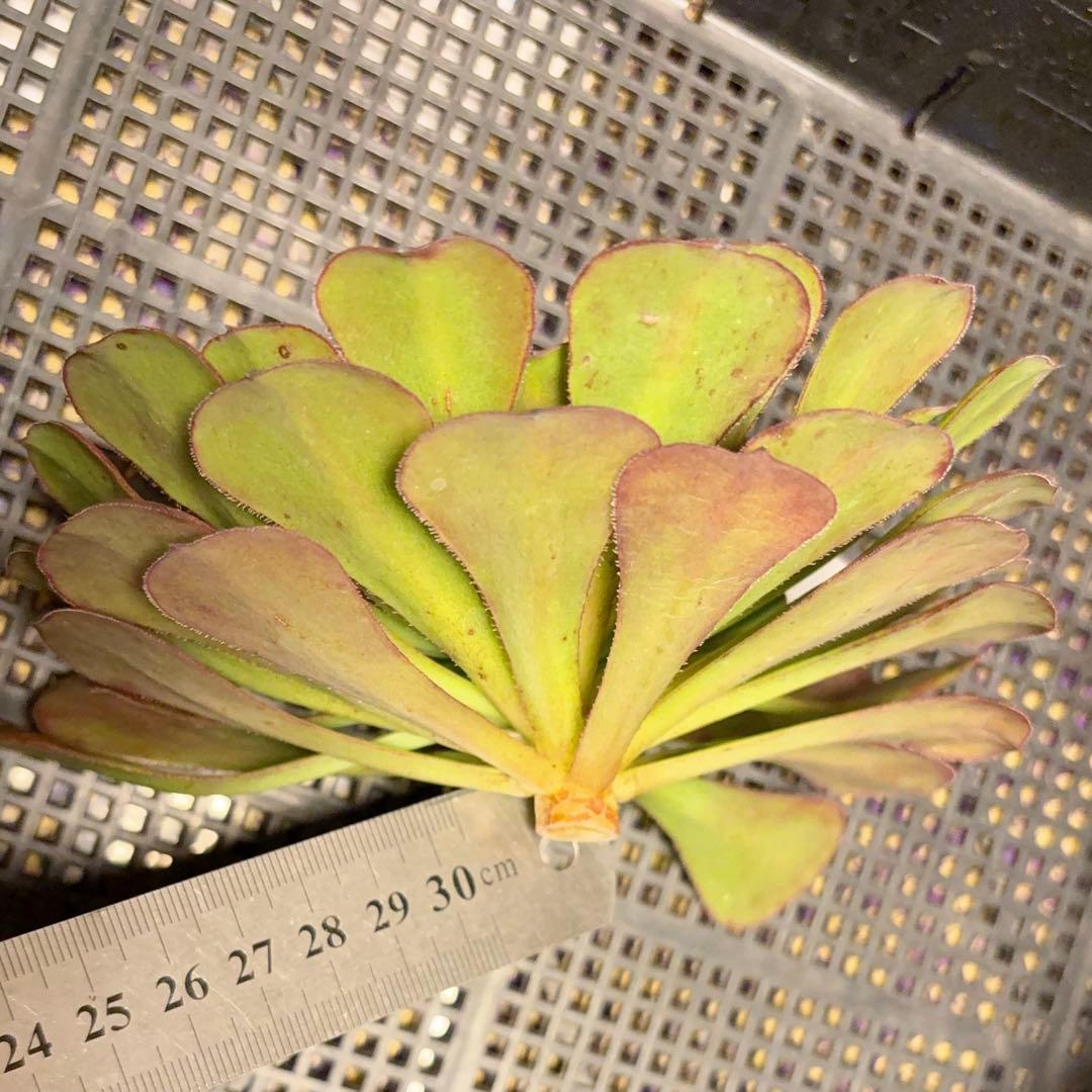 30#多肉植物アエオニウム❤️ガーネット❤️1大頭16cmカット苗