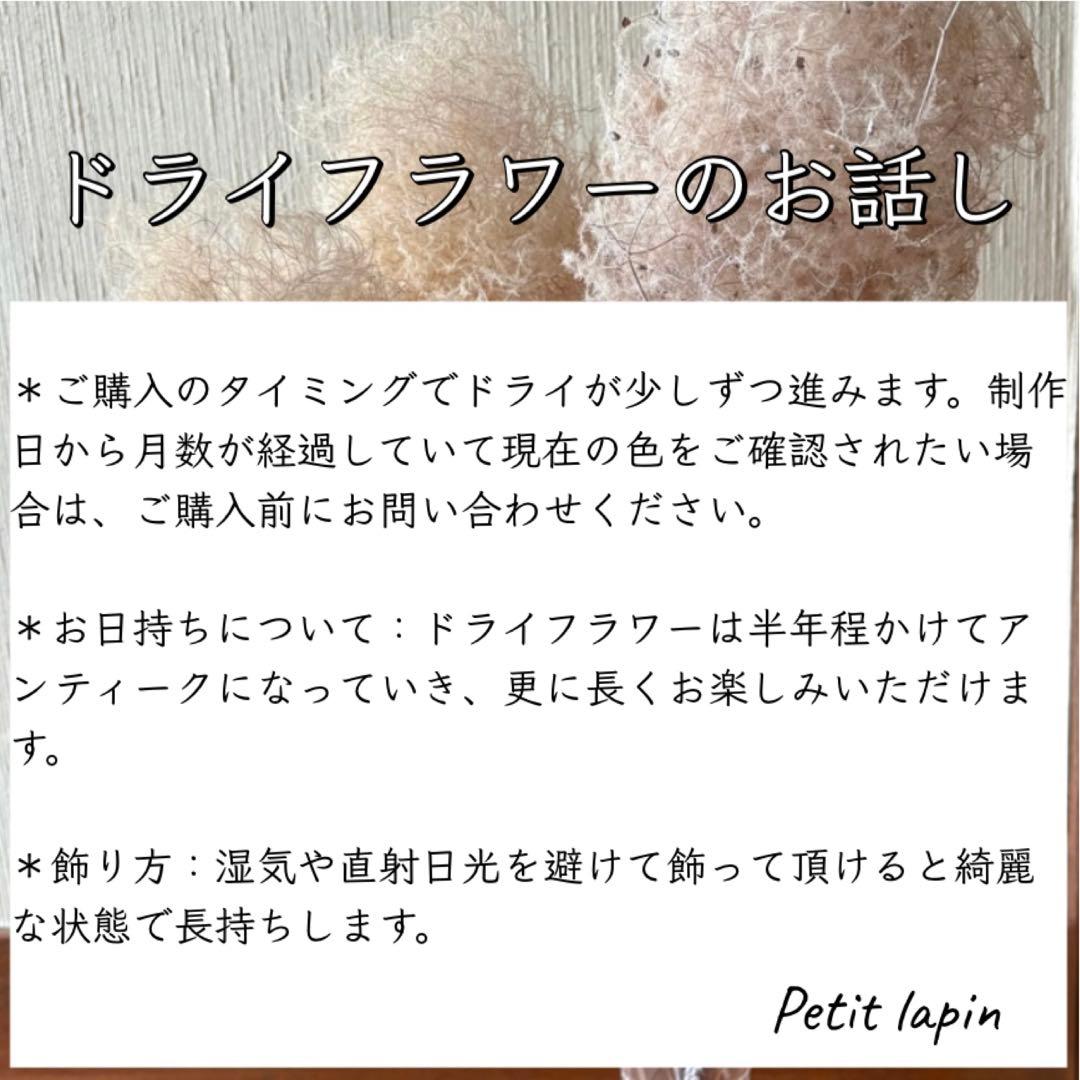 パンパスグラス フライングリース 33～37cm ＊ ホワイトフェザー リース